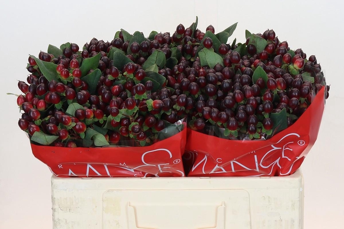 <h4>Hypericum Rocky Romance</h4>