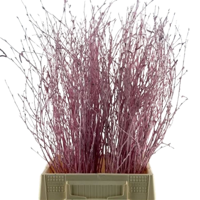 Birch 70cm Pink