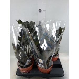 Zamioculcas zamiifolia 'Dowon'