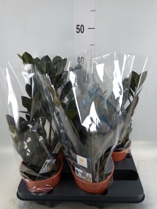 <h4>Zamioculcas zamiifolia 'Dowon'</h4>