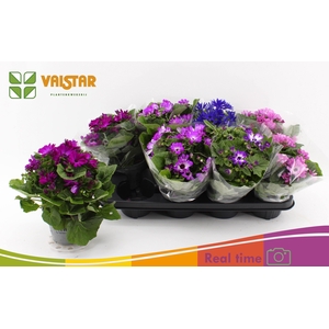 PERICALLIS MANDALA MIX