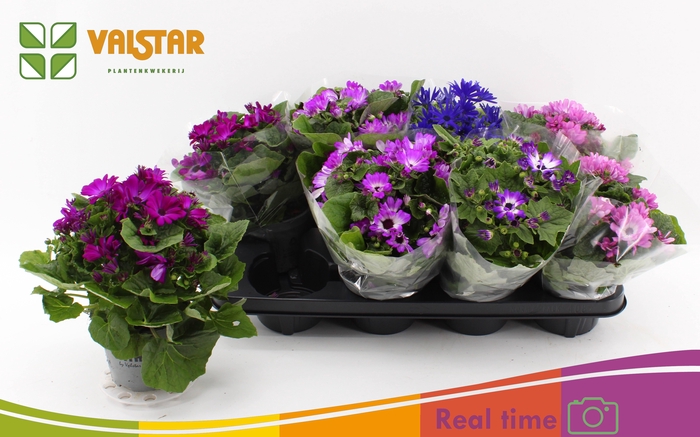 <h4>PERICALLIS MANDALA MIX</h4>