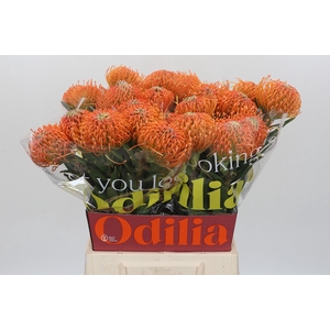 Nutans Ayoba Peach