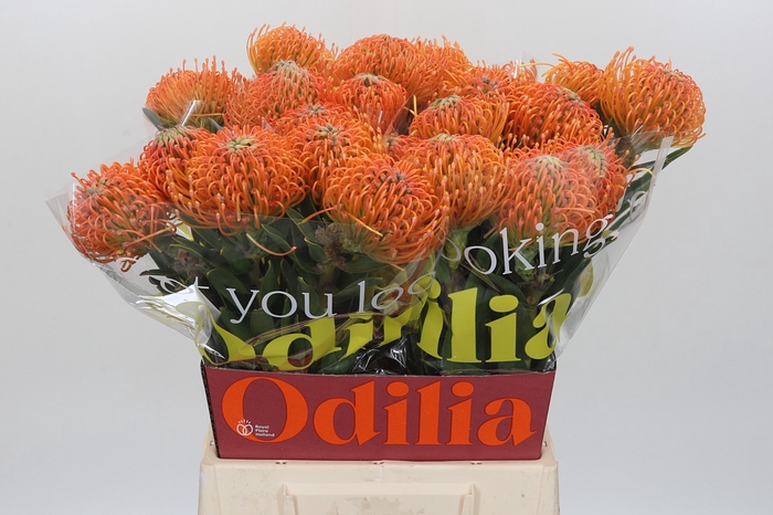 <h4>Nutans Ayoba Peach</h4>