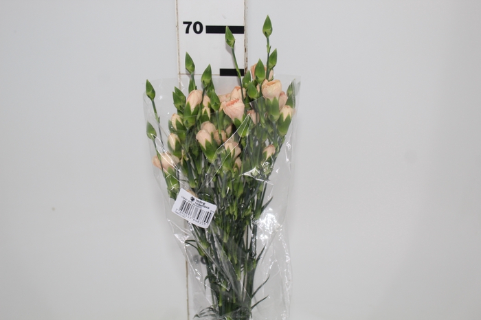 <h4>CRAVO SPRAY HAMADA 070 CM</h4>