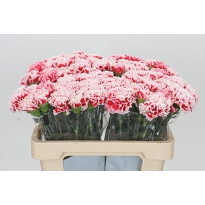Dianthus St Misaki
