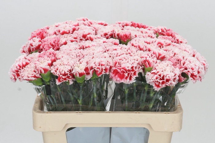 <h4>Dianthus St Misaki</h4>