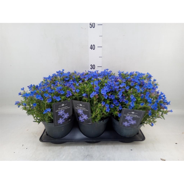 <h4>Glandora diffusa 'Heavenly Blue'</h4>
