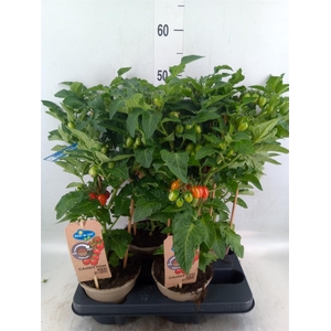Solanum lycopersicum   ...