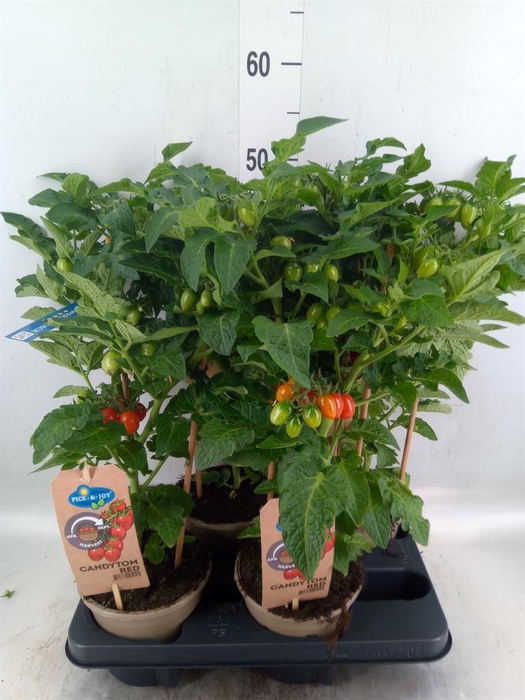 <h4>Solanum lycopersicum   ...</h4>