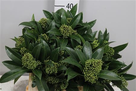 <h4>Skim C Kew Green Bs</h4>