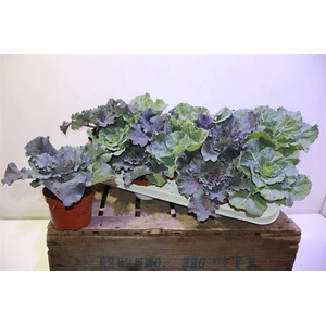 Brassica (sierkool)