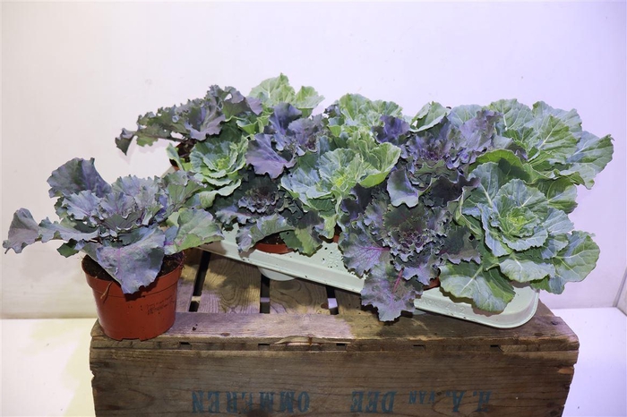 <h4>Brassica (sierkool)</h4>