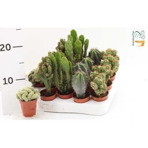 CACTUS GEM