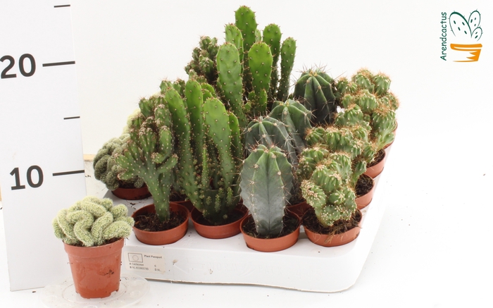 <h4>CACTUS GEM</h4>
