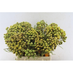 Kaaps Berzelia Abratanoides