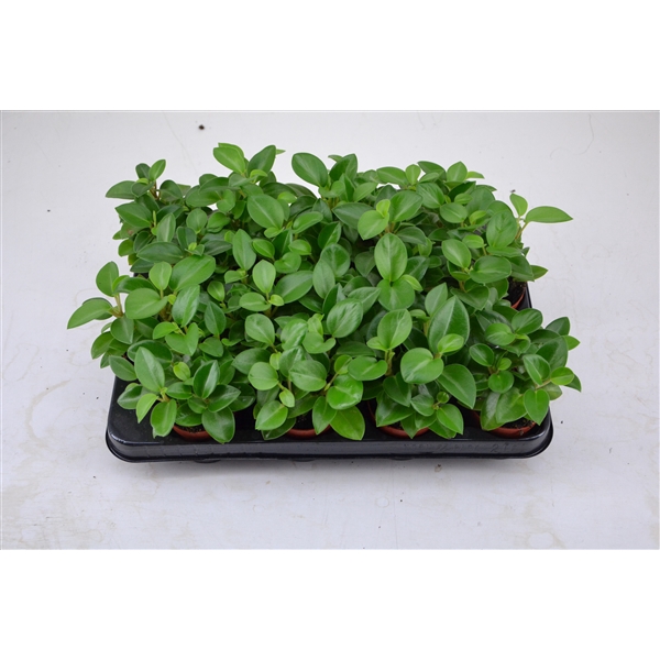 <h4>peperomia 7 cm. Pixie groen</h4>