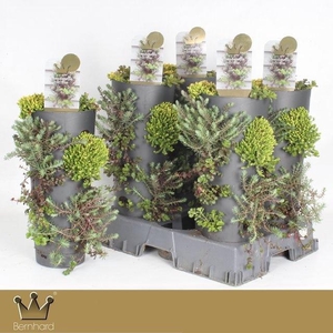 SEDUM GEM