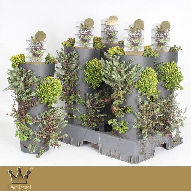 <h4>SEDUM GEM</h4>