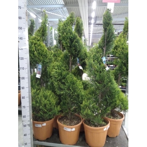 xCupressocyparis ley.   ...