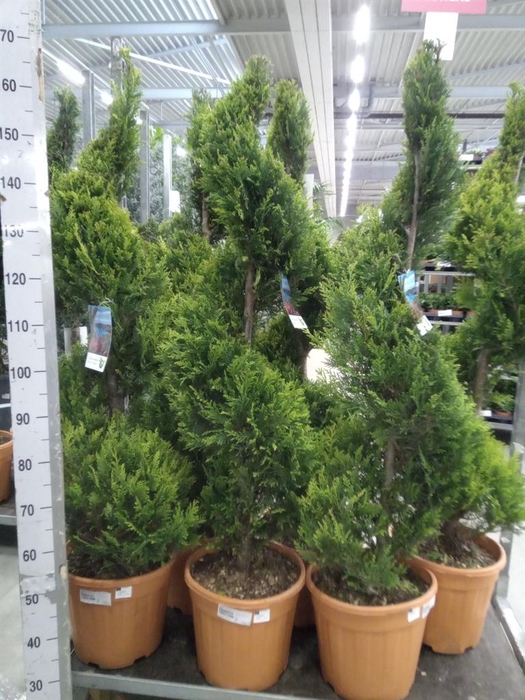 <h4>xCupressocyparis ley.   ...</h4>