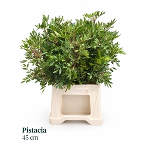 PISTA OV BLAD BS
