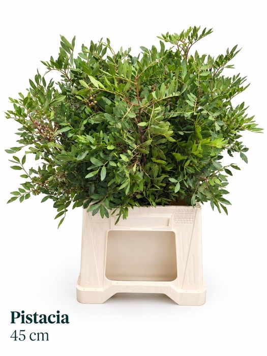 <h4>PISTA OV BLAD BS</h4>