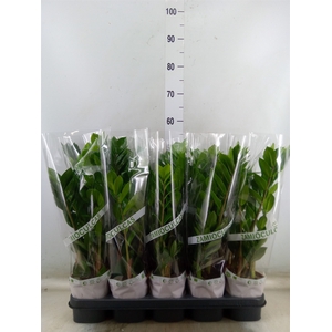 Zamioculcas zamiifolia