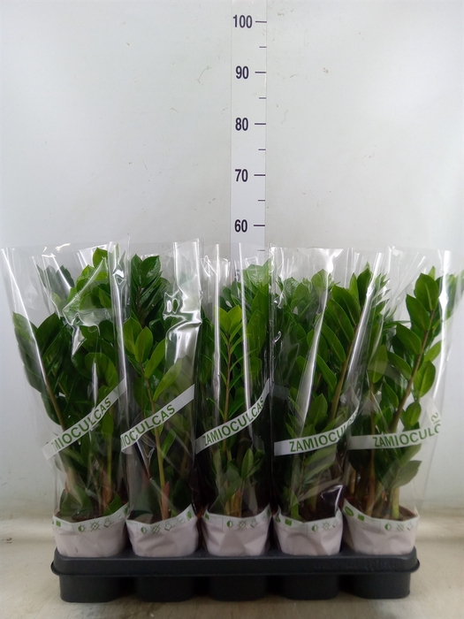 <h4>Zamioculcas zamiifolia</h4>
