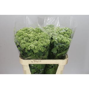 Eupatorium Ru Braunlaub