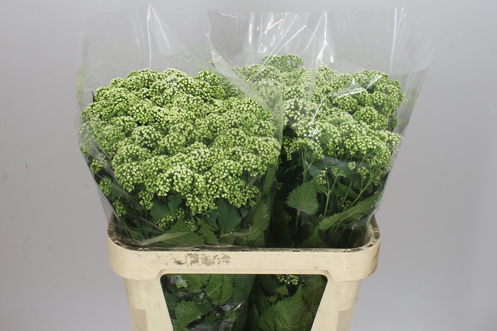 <h4>Eupatorium Ru Braunlaub</h4>