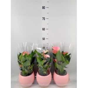 Anthurium   ...mix