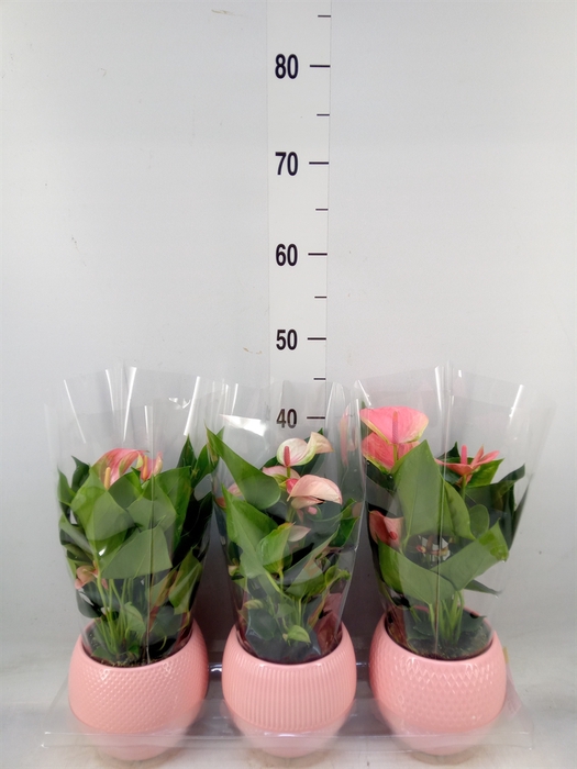<h4>Anthurium   ...mix</h4>