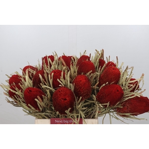 Dried Banksia Hookerana Red