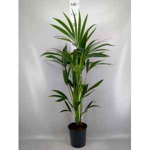 Howea forsteriana
