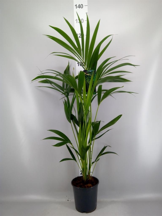 <h4>Howea forsteriana</h4>