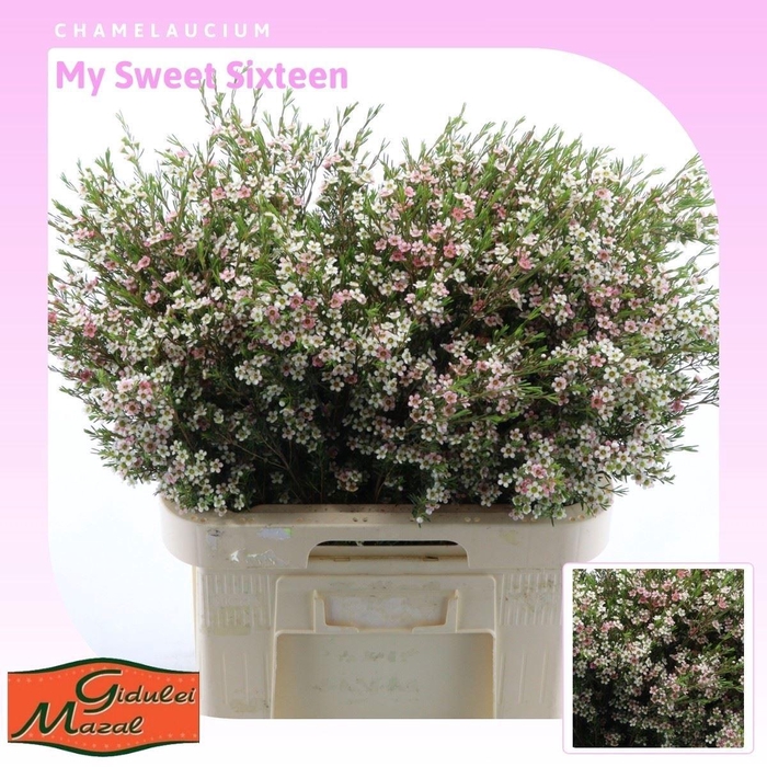 <h4>CHAME UN MY SWEET 16</h4>