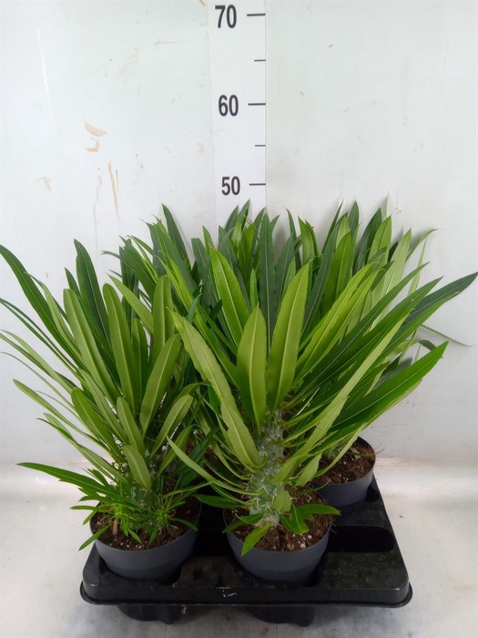 <h4>Pachypodium lamerei</h4>