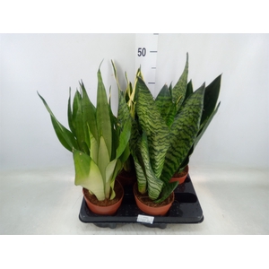 Sansevieria trifa.   ...