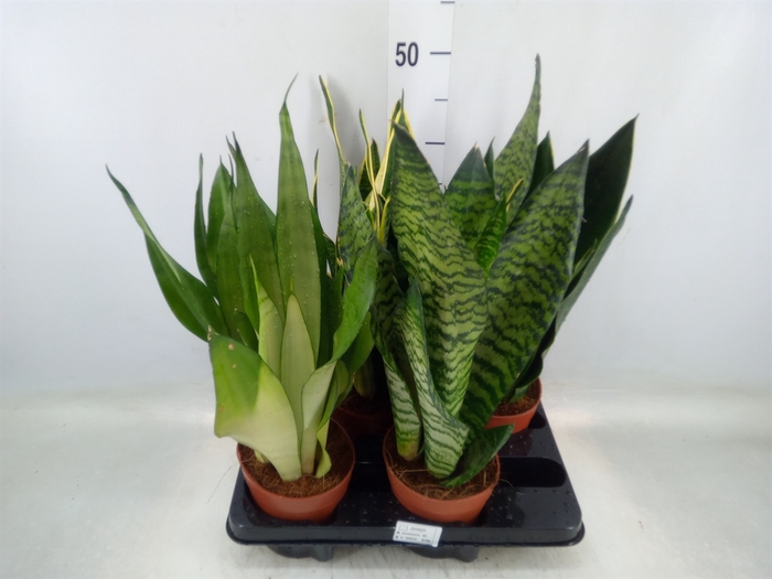 <h4>Sansevieria trifa.   ...</h4>