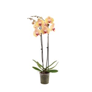 Phal Lion King 2T16+