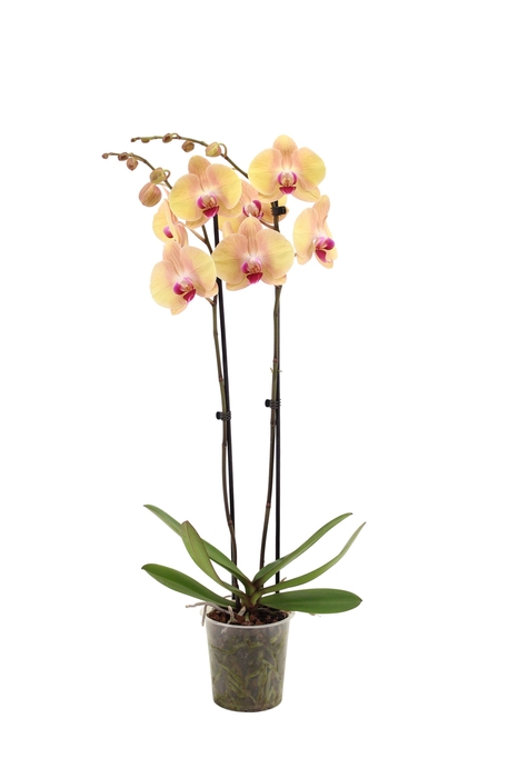 <h4>Phal Lion King 2T16+</h4>
