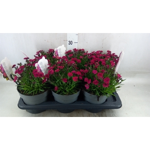 Dianthus   ...