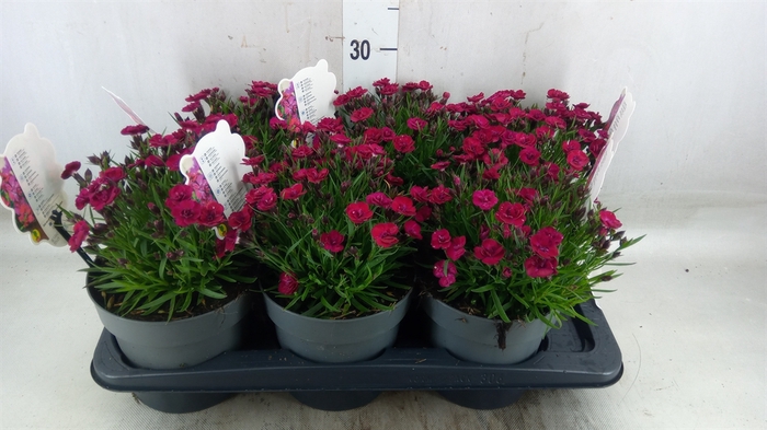 <h4>Dianthus   ...</h4>