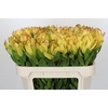 Leucadendron Goldstrike