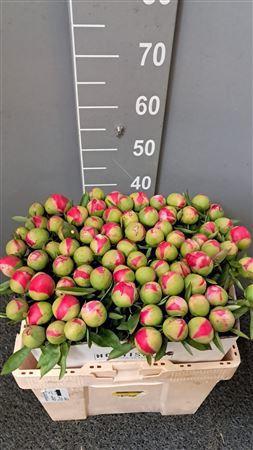 <h4>Paeo Cytherea Rosa</h4>