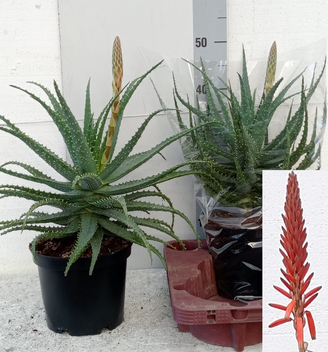 <h4>ALOE ARBORESCENS</h4>