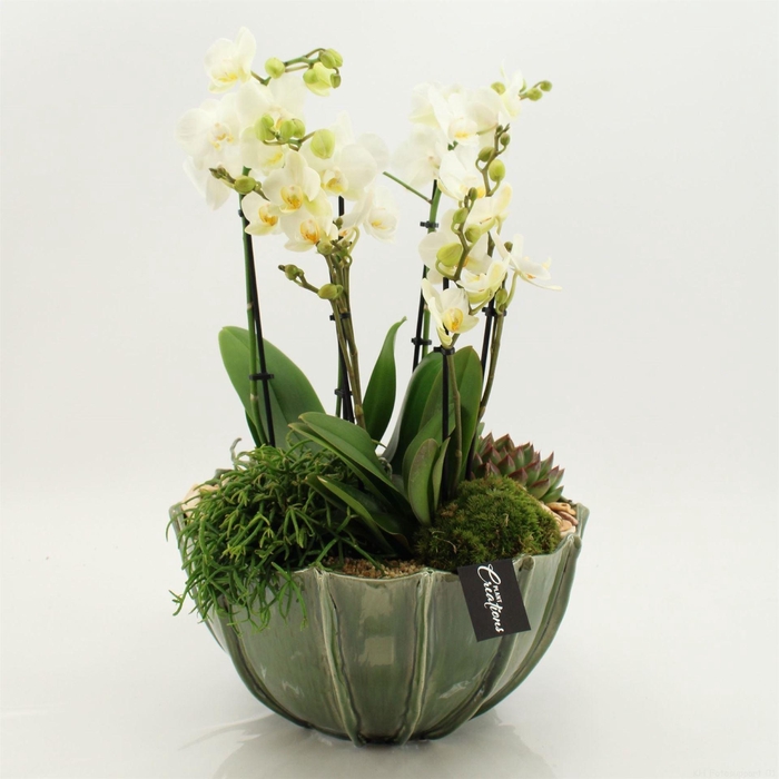 <h4>Arr.  Phalaenopsis  H%</h4>