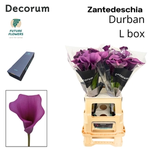 ZANT DURBAN LARGE BOX 70 CM