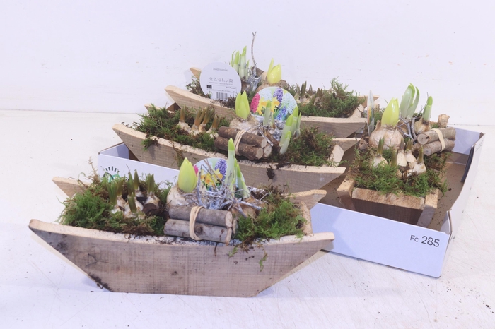 <h4>ARR BOL KNOLGEWAS</h4>